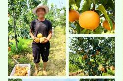 日销8000单，拼多多“秋月梨之王”是如何炼成的？